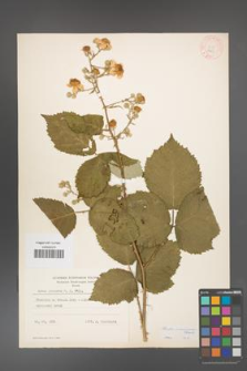 Rubus armeniacus [KOR 8881]