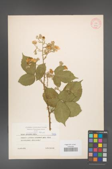 Rubus armeniacus [KOR 5632]