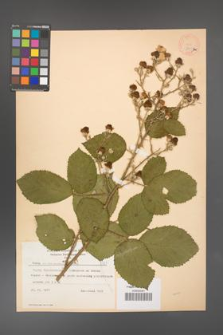 Rubus armeniacus [KOR 8701]