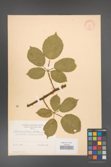 Rubus armeniacus [KOR 8783]