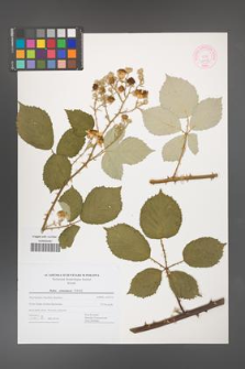 Rubus armeniacus [KOR 44436]