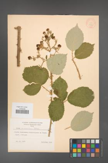 Rubus armeniacus [KOR 8779]