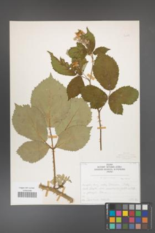 Rubus armeniacus [KOR 50475]