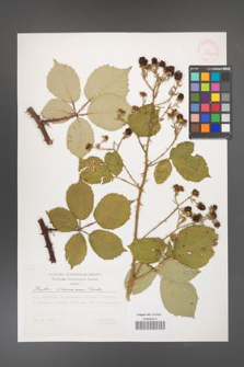 Rubus armeniacus [KOR 29520a]