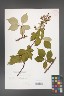 Rubus austromoravicus [KOR 29582]
