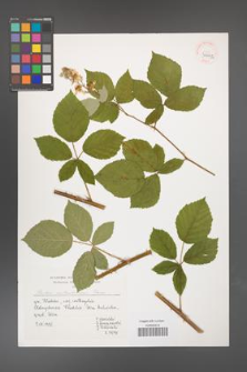 Rubus austroslovacus [KOR 39992]