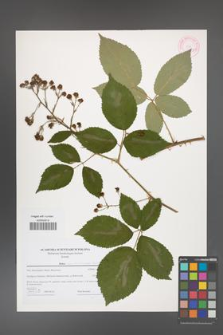 Rubus austroslovacus [KOR 44622]
