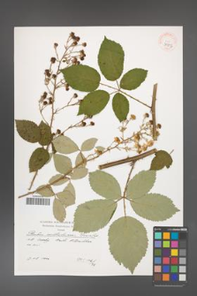 Rubus austroslovacus [KOR 39897]