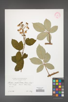 Rubus austroslovacus [KOR 39898]