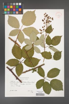 Rubus austroslovacus [KOR 39900]