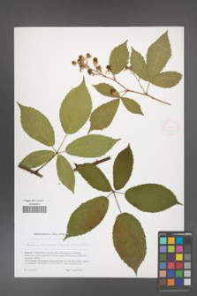 Rubus barrandienicus [KOR 51791]