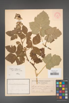 Rubus barthianus [KOR 18486]