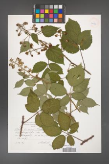 Rubus bavaricus [KOR 40142]