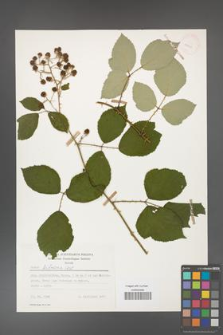 Rubus bifrons [KOR 53803]