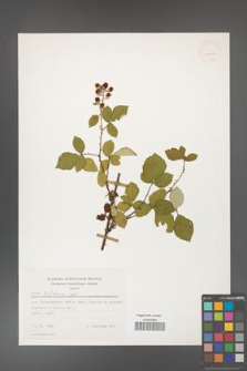 Rubus bifrons [KOR 53802]