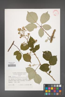 Rubus bifrons [KOR 27983]