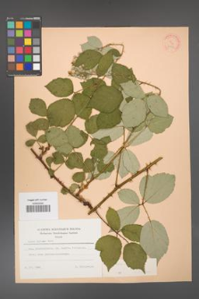 Rubus bifrons [KOR 21351]