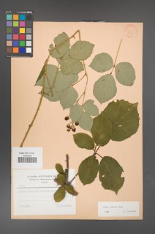 Rubus bifrons [KOR 23412]