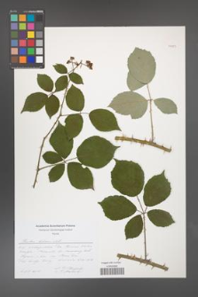 Rubus bifrons [KOR 51183]