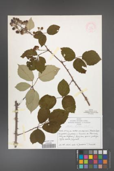 Rubus bifrons [KOR 51967]