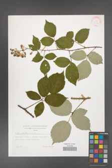 Rubus bifrons [KOR 29202]