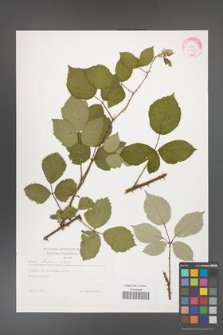 Rubus bifrons [KOR 29284]