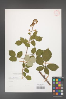 Rubus bifrons [KOR 29203]