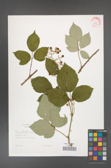 Rubus bifrons [KOR 29281]