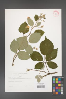 Rubus bifrons [KOR 29282]