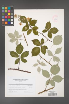 Rubus bifrons [KOR 44618]