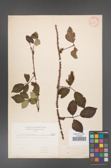 Rubus bifrons [KOR 5631]
