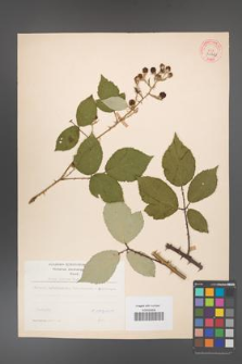 Rubus bifrons [KOR 31562]