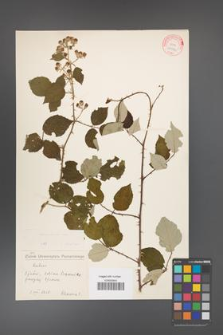 Rubus bifrons [KOR 10574]
