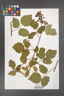 Rubus bohemo-polonicus [KOR 33233]
