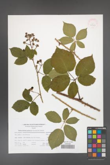 Rubus bohemo-polonicus [KOR 41705]