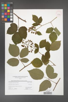 Rubus bohemo-polonicus [KOR 42802]