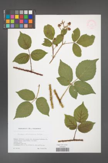 Rubus brdensis [KOR 51769]