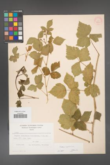 Rubus caesius [KOR 53794]