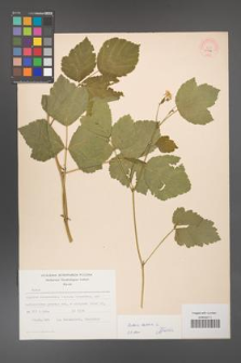 Rubus caesius [KOR 53796]