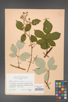 Rubus bifrons [KOR 53814]