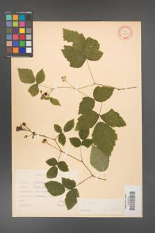 Rubus caesius [KOR 31081]