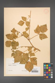 Rubus caesius [KOR 31048]