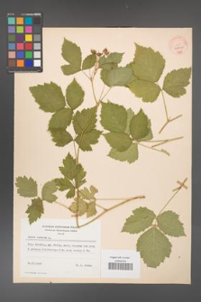 Rubus caesius [KOR 32300]