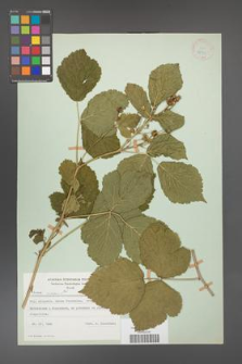 Rubus caesius [KOR 27931]