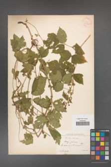 Rubus caesius [KOR 31102]