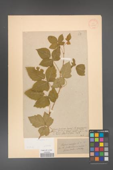 Rubus caesius [KOR 31051]