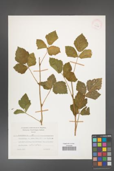 Rubus caesius [KOR 26078]