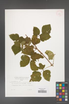 Rubus caesius [KOR 29899]