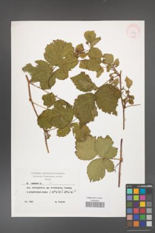 Rubus caesius [KOR 29897]