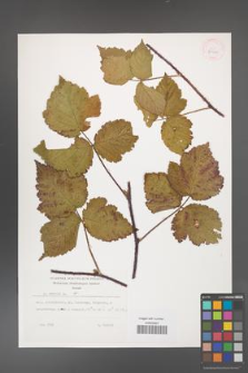Rubus caesius [KOR 29900]